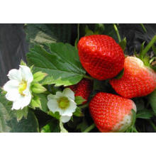 IQF congelant la fraise organique HS-16090905